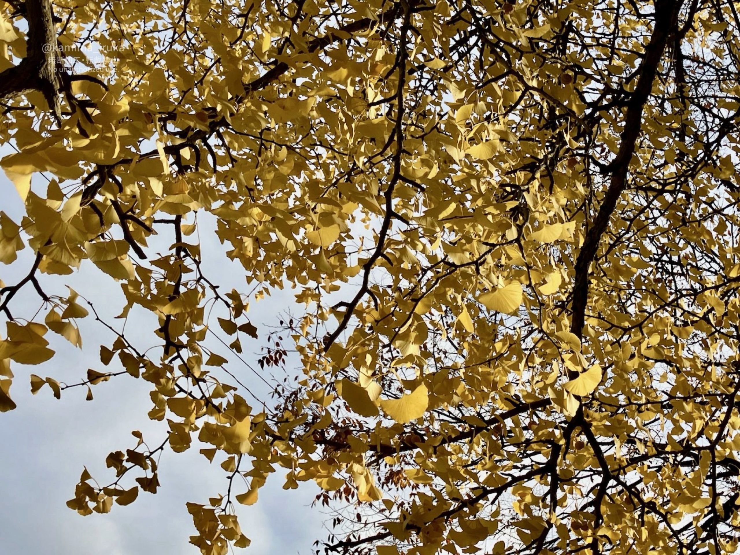 2025/11/24 あささんぽ