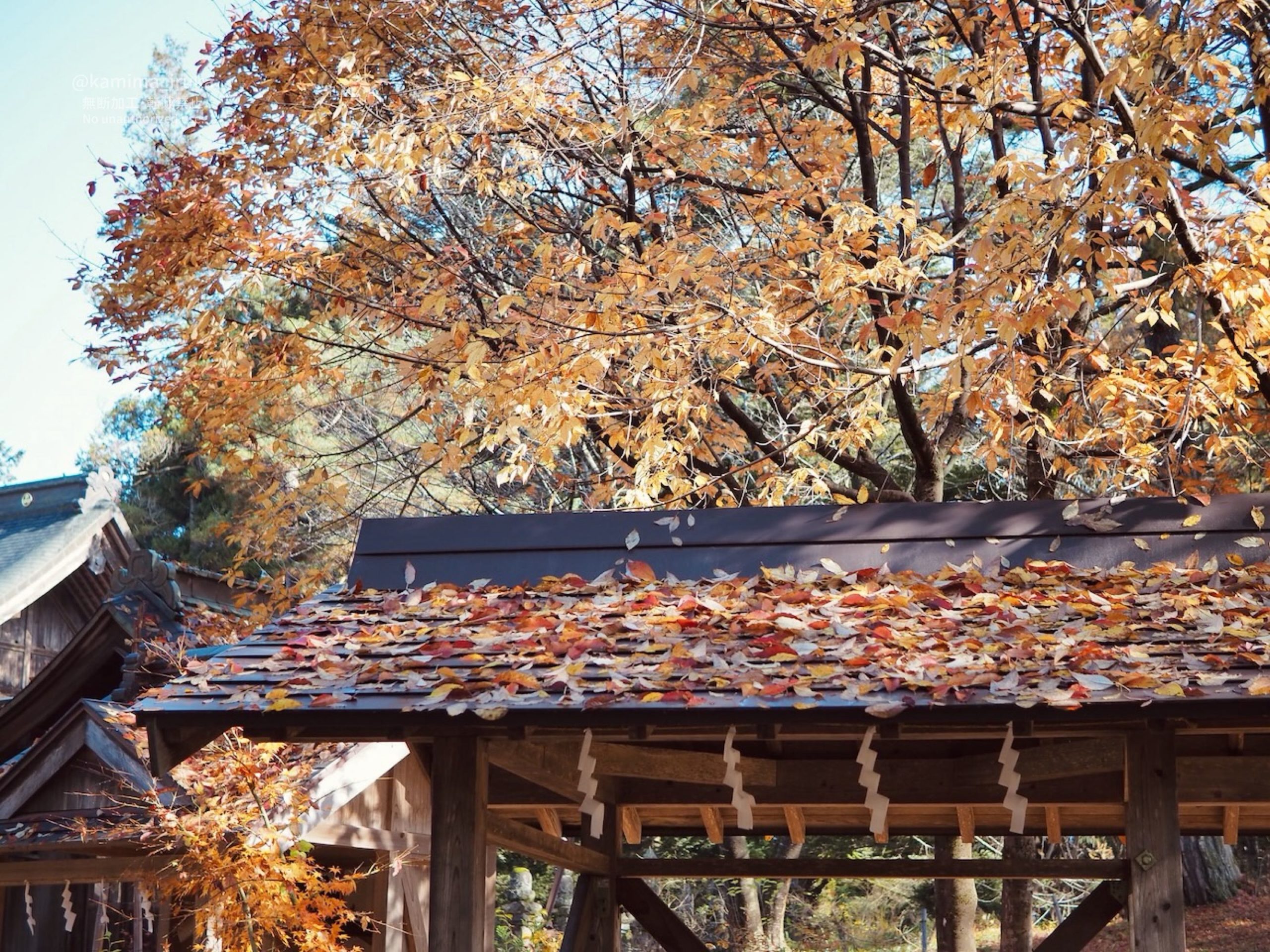 2025/11/27 おさんぽ