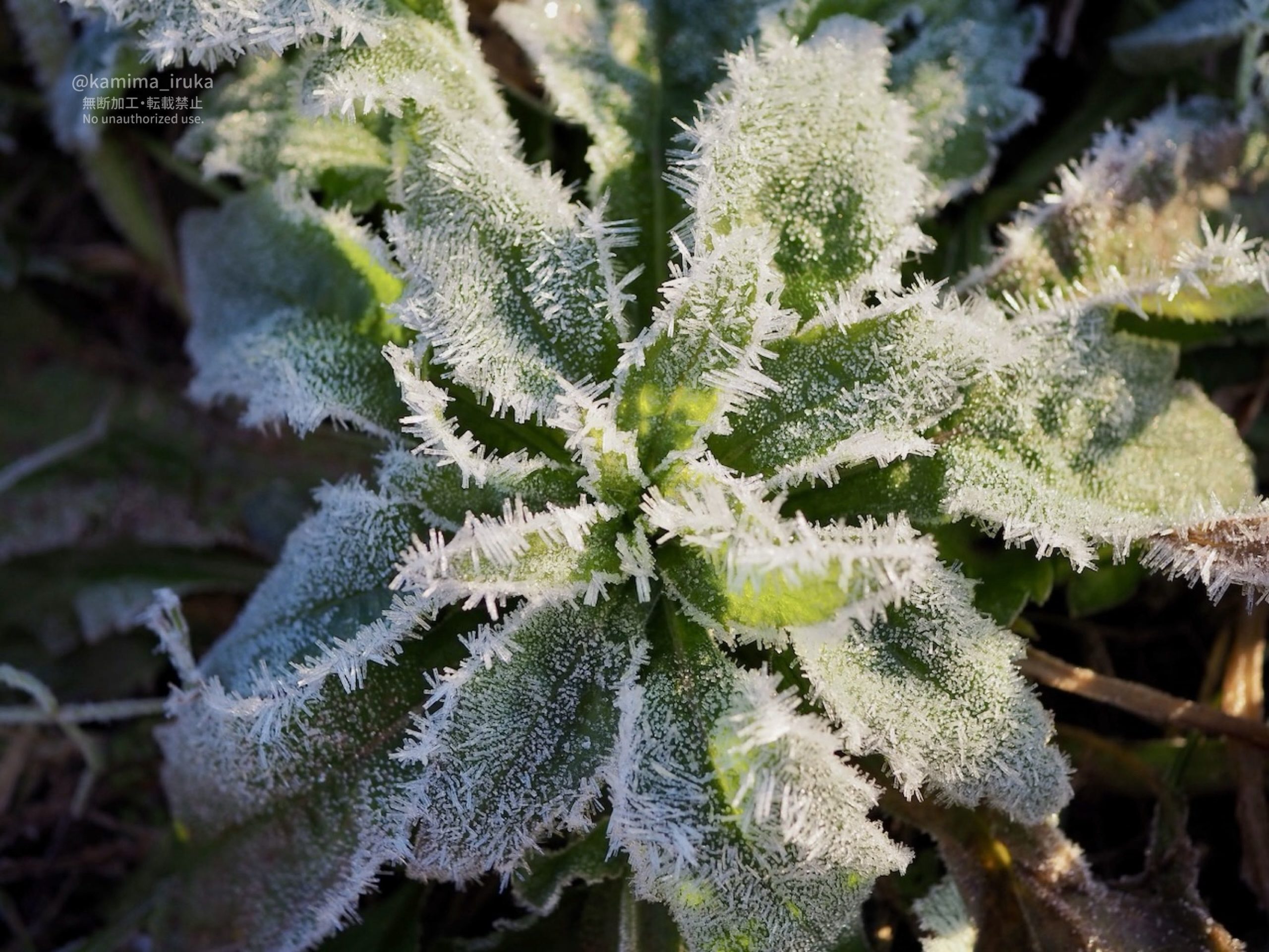 2025/12/19 あささんぽ