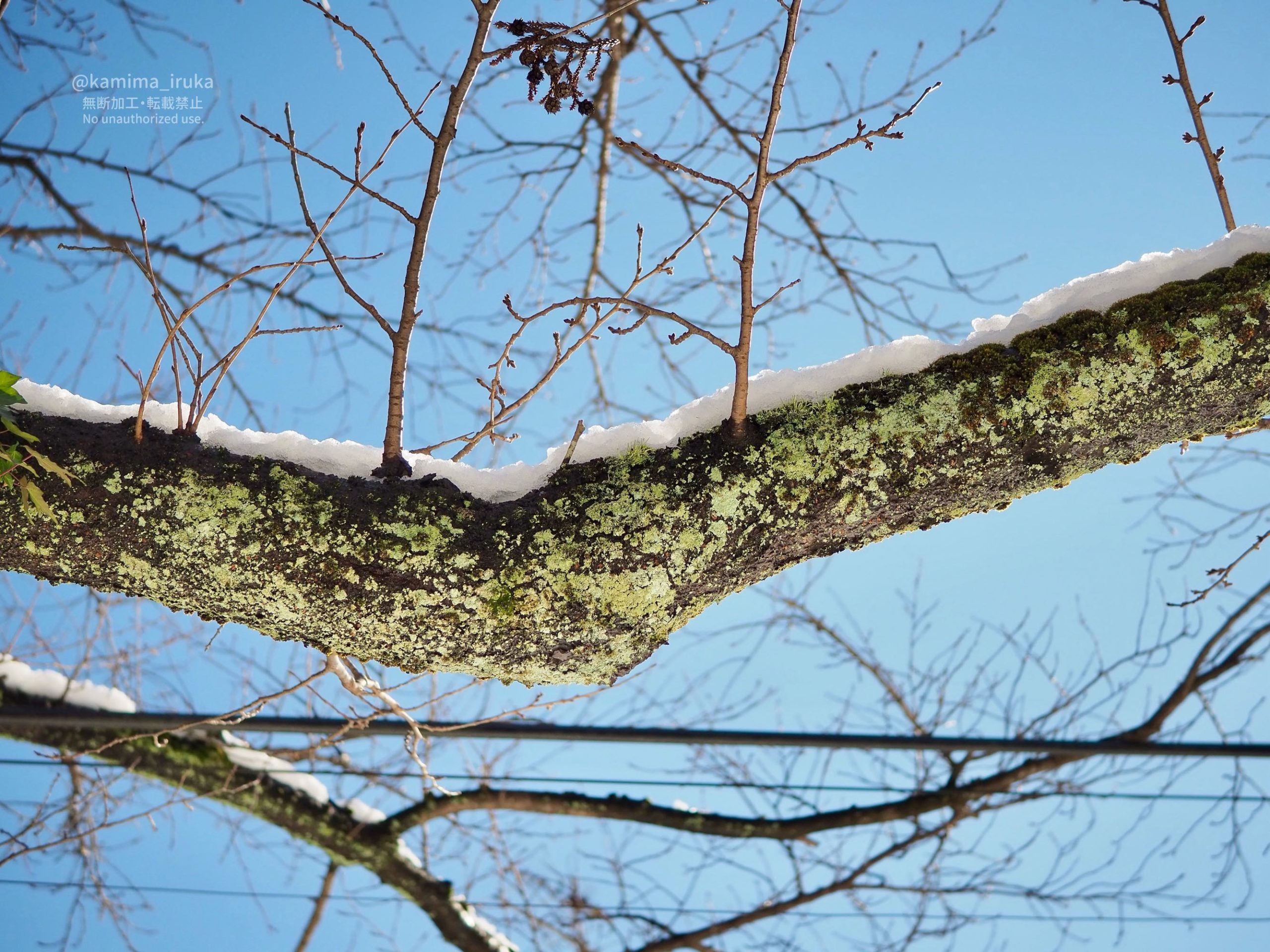 2025/01/11 おさんぽ