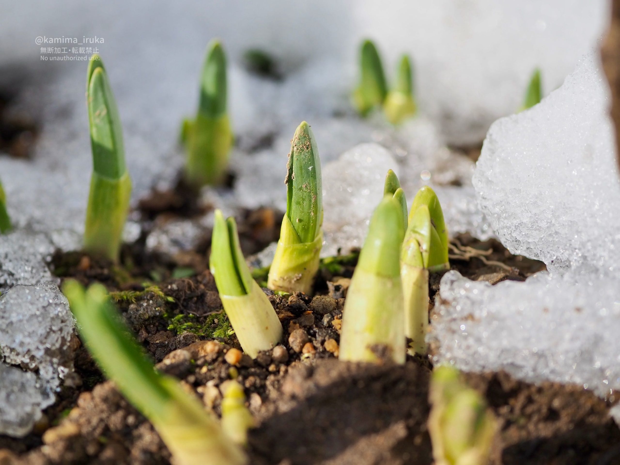 2026/03/03/02 あささんぽ