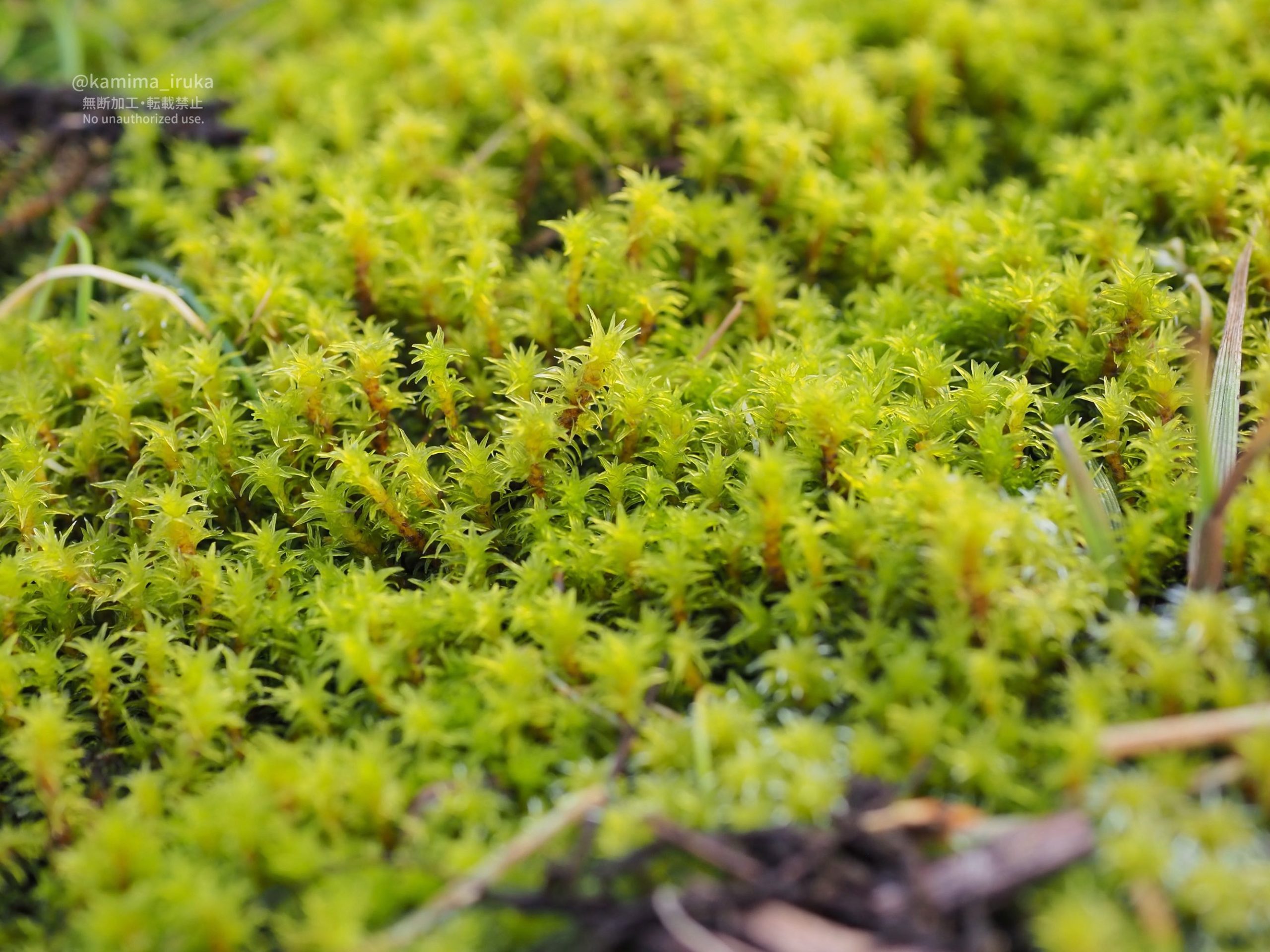 2026/03/09 おさんぽ 2026/03/09 おさんぽ