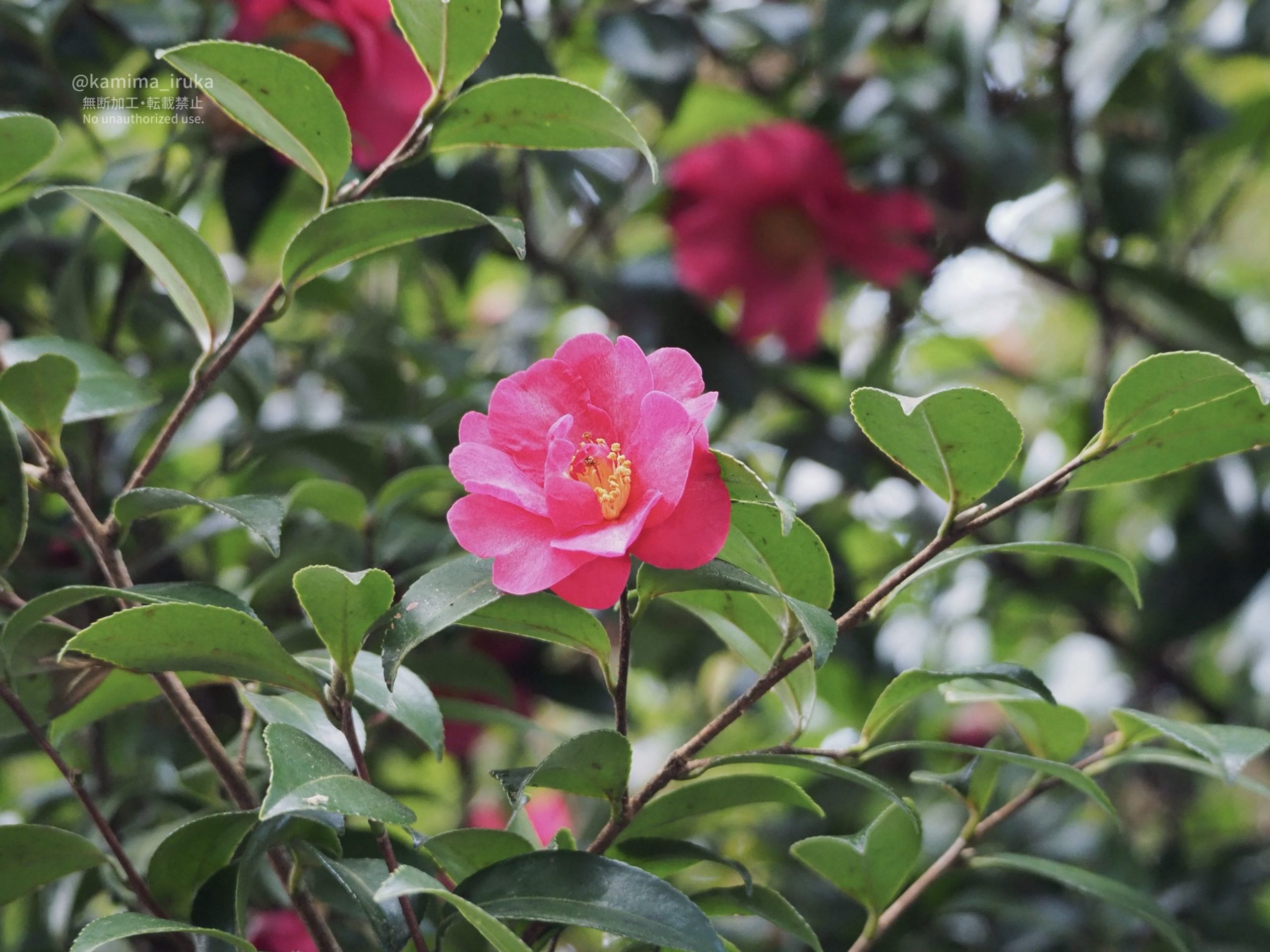 2026/03/13 あささんぽ 2026/03/13 あささんぽ