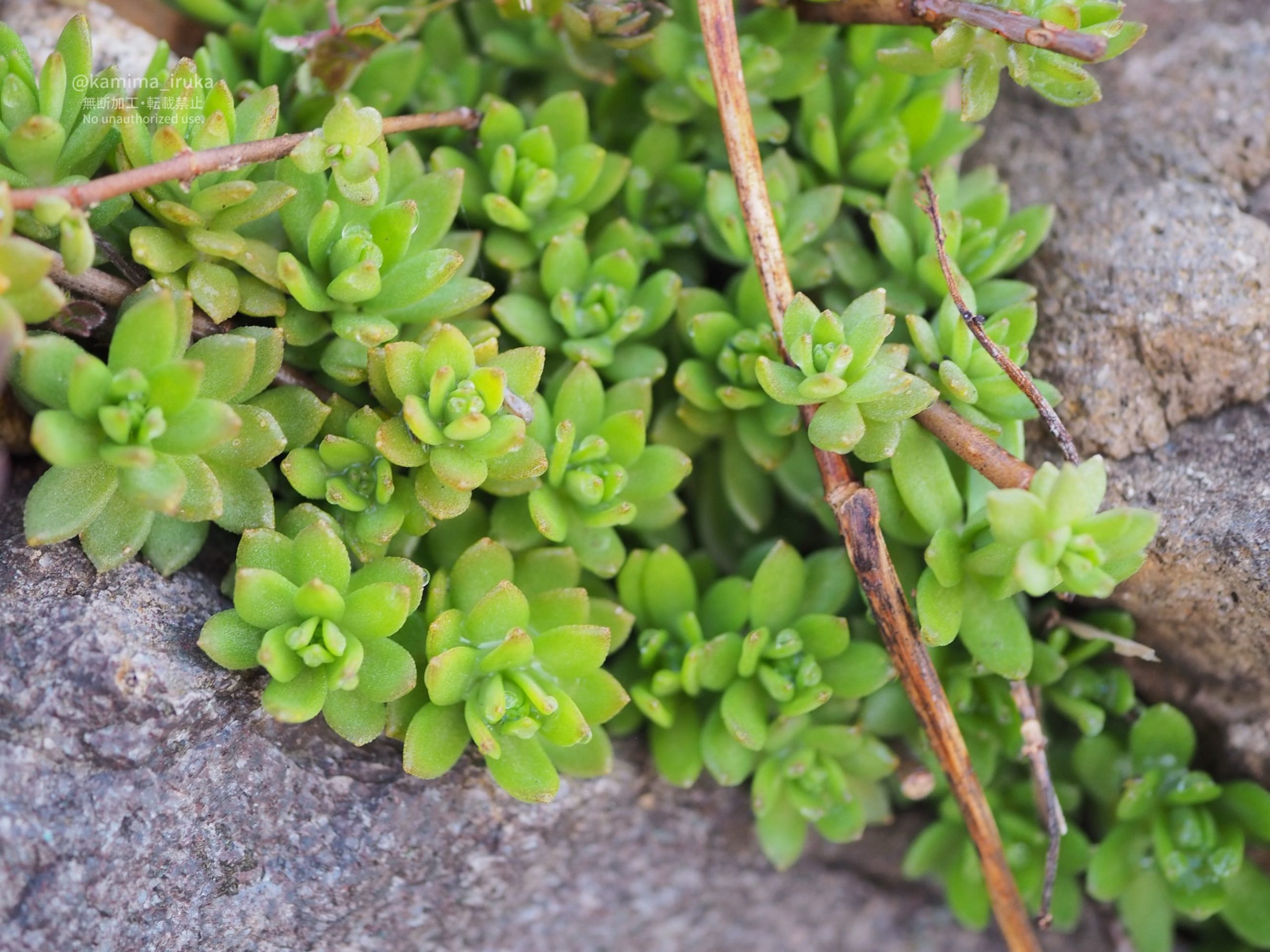 2026/03/20 あささんぽ