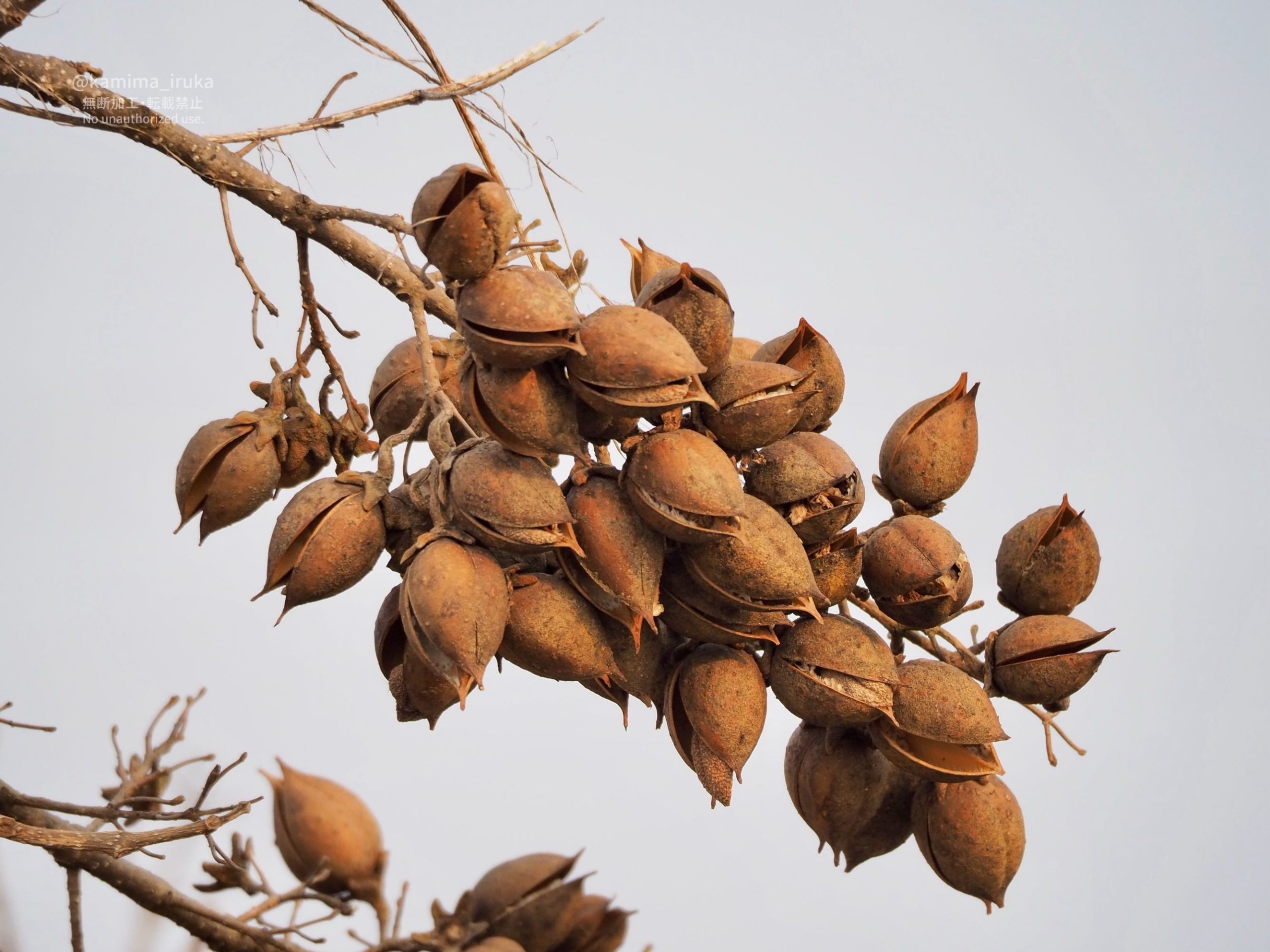 2026/03/24 あささんぽ