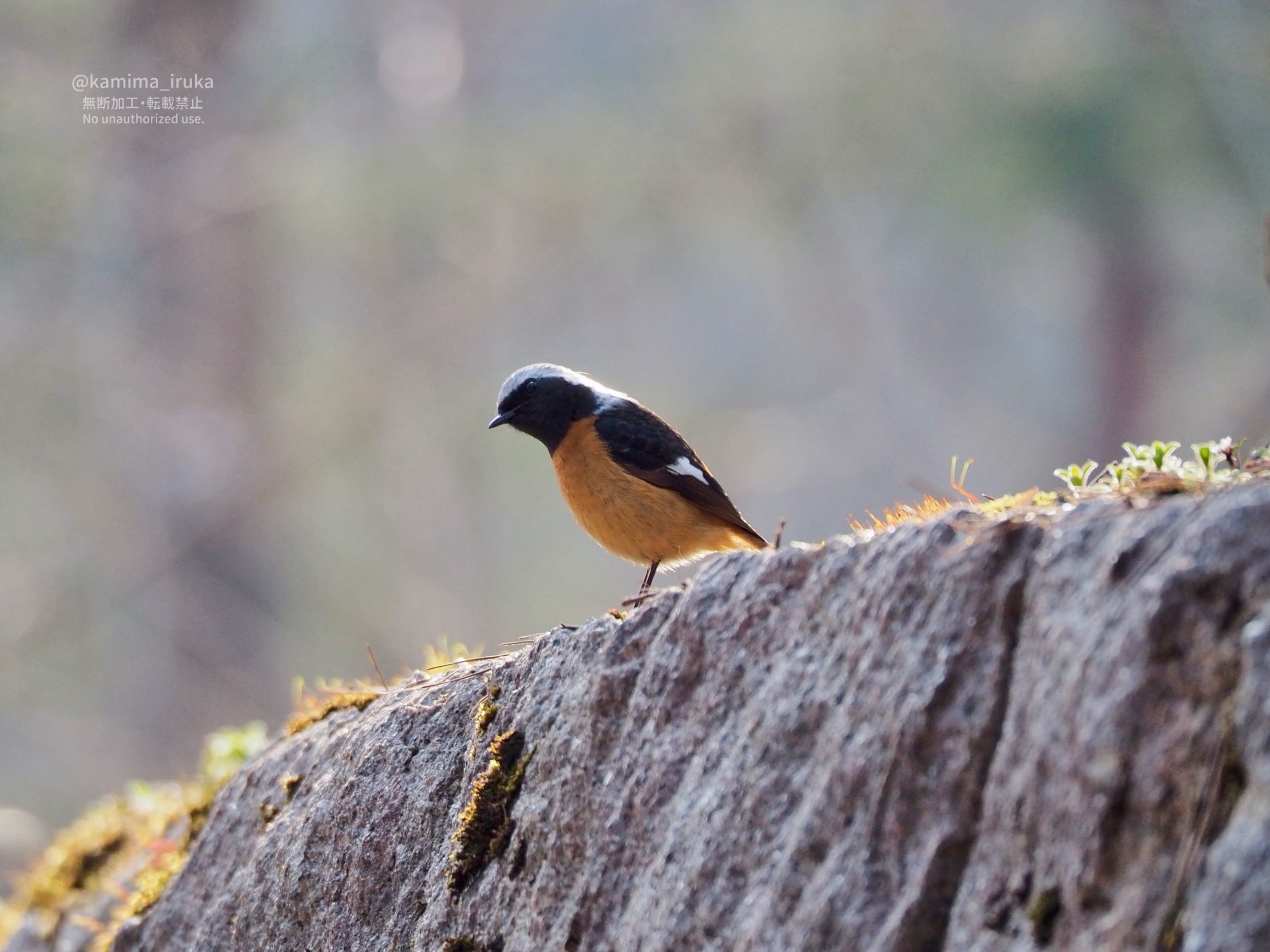 2026/03/25 あささんぽ