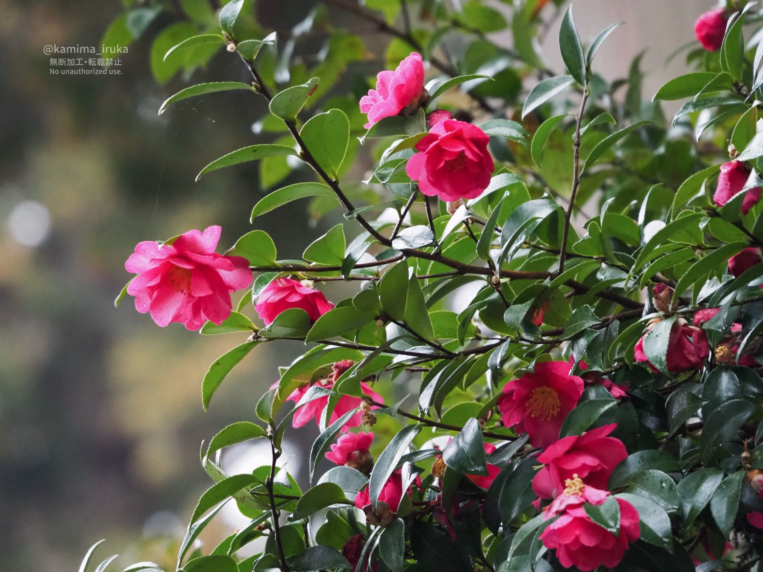 2026/03/27 あささんぽ