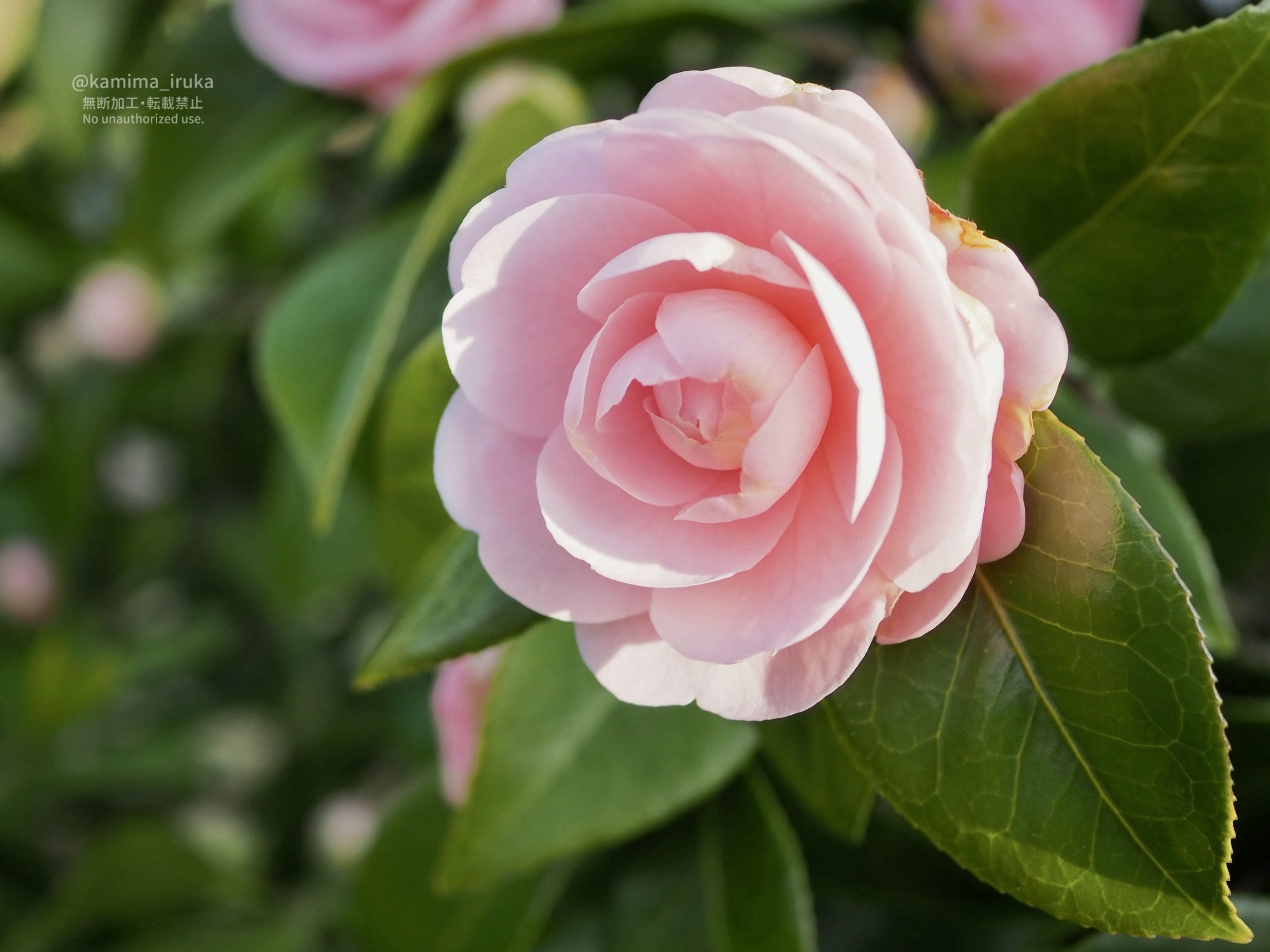 2026/04/03 あささんぽ