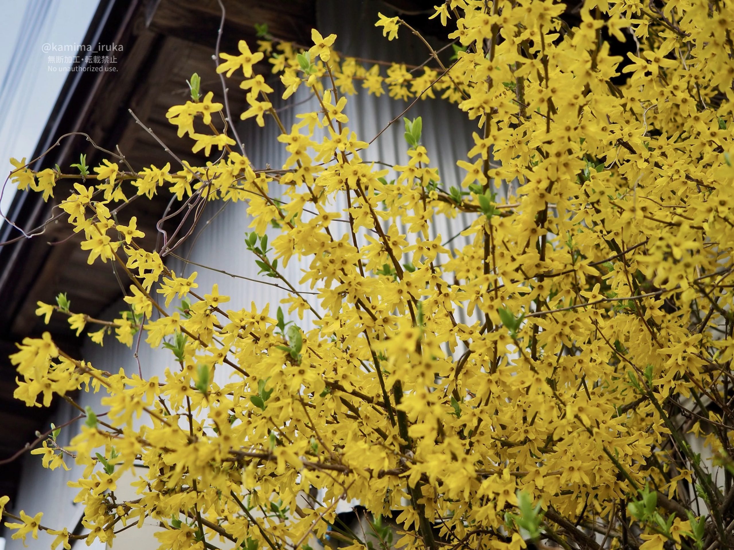 2026/04/04 あささんぽ